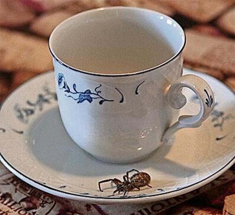 Wird die Nosferatu-Spinne im Kreis Stade heimisch? – Was man wissen muss Online gibt es ein Meldeportal. Dort kann jeder ungewöhnliche Spinnenfunde melden.