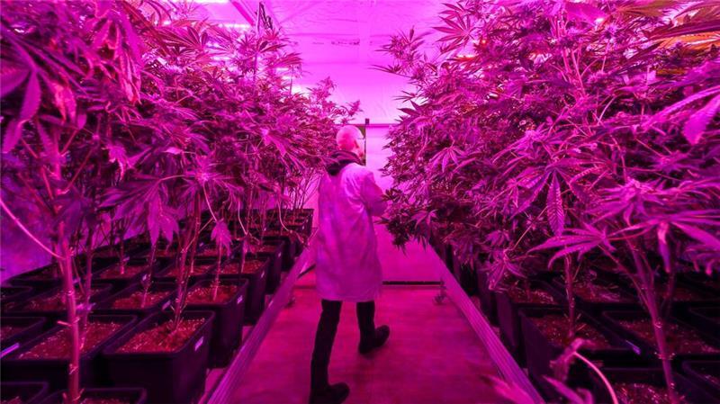 Optimale Bedingungen für die Cannabis-Pflanzen im Gewächshaus vom  Cannabis Social Club Erfurt e.V.