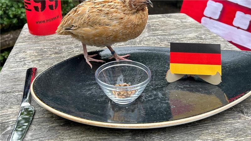 Deutschland gegen Curaçao: So tippen die Niedersachsen-Orakel Orakel Walter deutet auf einen Sieg der deutschen Mannschaft.