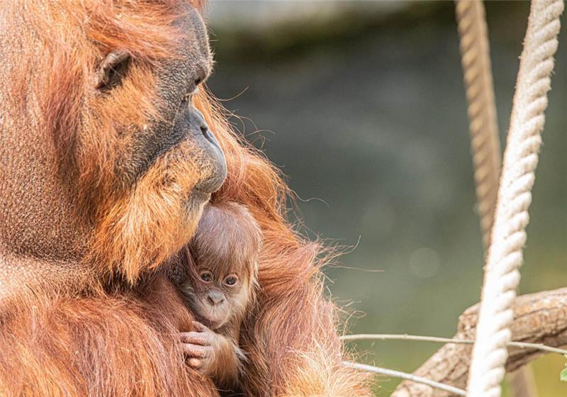 Orang-Utan-Mutter Toba mit ihrem Nachwuchs. Foto: Tierpark Hagenbeck