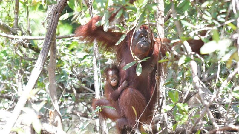 Tierische Supermama: Orang-Utan adoptiert Kind von Freundin Orang-Utan-Weibchen Melata hatte sich zunächst um ihr Baby Dumel gekümmert, verschwand dann aber spurlos im Dschungel.