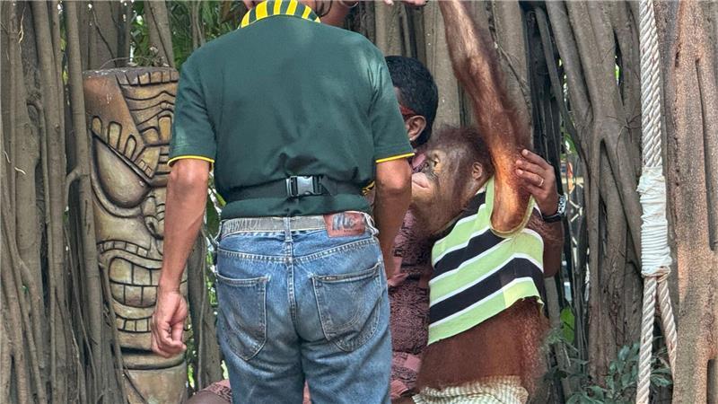 Boxen statt Baumkronen: Orang-Utans als Touristenattraktion Orang-Utans müssen in den Parks auch mit Touristen posieren.