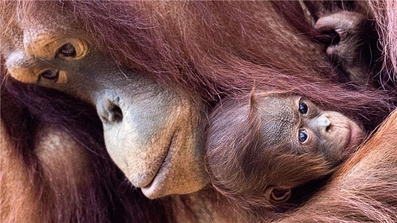 Orang-Utans schützen – vom Frühstück bis zur Fernreise Orang-Utans sind faszinierend und einzigartig - und leben nur auf den Inseln Sumatra und Borneo. (Archivbild)