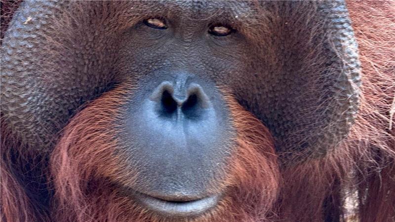 Orang-Utans schützen – vom Frühstück bis zur Fernreise Orang-Utans teilen 97 Prozent ihres Erbguts mit den Menschen und sind sehr intelligent. (Archivbild)
