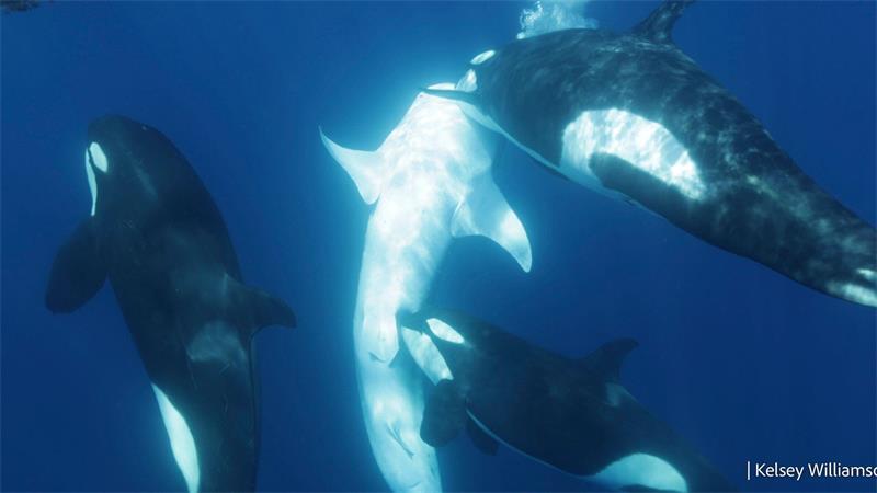 Orcas zerfetzen Mondfische - eine Spielerei? Orcas kooperieren bei der Jagd häufig. Hier tötet eine Gruppe einen Hai.
