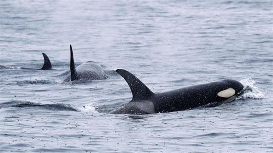 Orcas sind sehr soziale Tiere und jagen oft gemeinsam. (Archivbild)