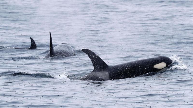 Orcas sind sehr soziale Tiere und jagen oft gemeinsam. (Archivbild)
