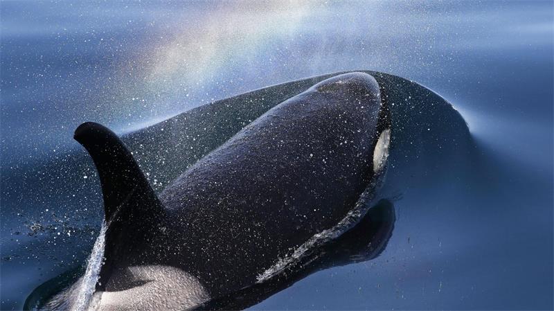 Orcas tragen ihre toten Babys oft über längere Zeit mit sich. (Archivbild)