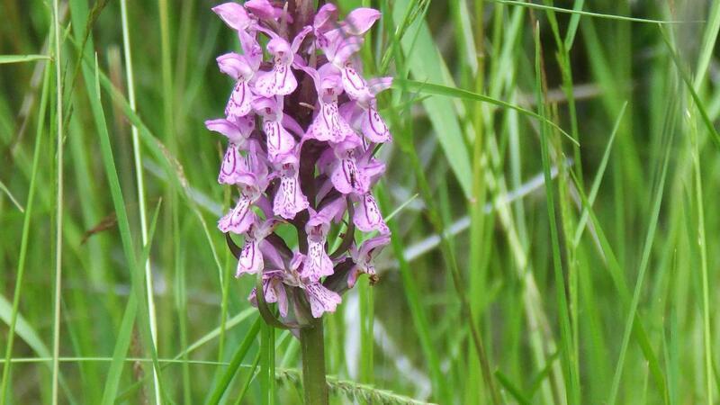 „Kalte Enteignung“: Landwirte protestieren gegen Naturschutzgebiet Orchideen gehören zu den seltenen und schützenswerten Pflanzen im Esseler Moor.