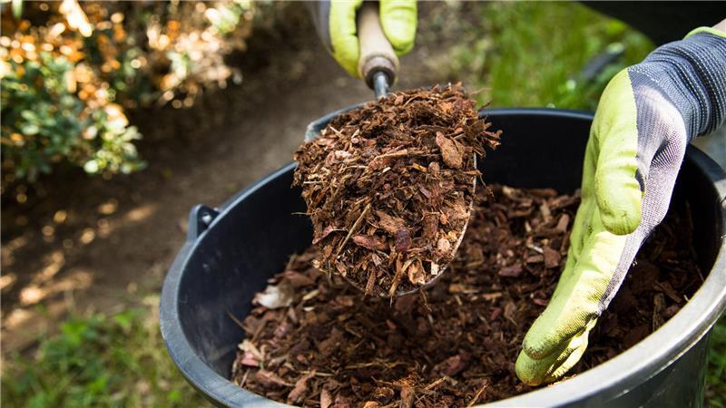 Warum Gartenbesitzer jetzt mulchen sollten Organische Produkte wie Rindenmulch kommen am besten im Frühling nach dem Rückschnitt und vor dem Neuaustrieb der Stauden ins Beet.