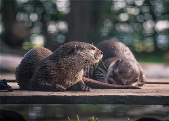 Ottermännchen Akio und Weibchen Fawini genießen die Sonnenstrahlen. Archivfoto: Natureum/Hilk