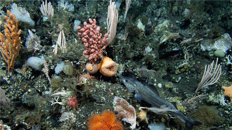 Blackbox Tiefsee: Wir kennen nicht einmal 0,001 Prozent Ozeane sind stark durch den fortschreitenden Klimawandel belastet.