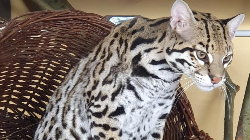 Ozelot-Kater Thiago bekommt im Wingster Zoo neue Heimat Ozelot-Kater Thiago in seinem Lieblingskorb.