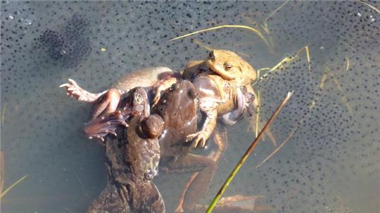 Paarungszene bei Grasfröschen: Manchmal klammern viele Männchen ein Weibchen. Die Forscher sprechen hierbei von einem „Paarungsball“, der für Weibchen häufig tödlich ende.