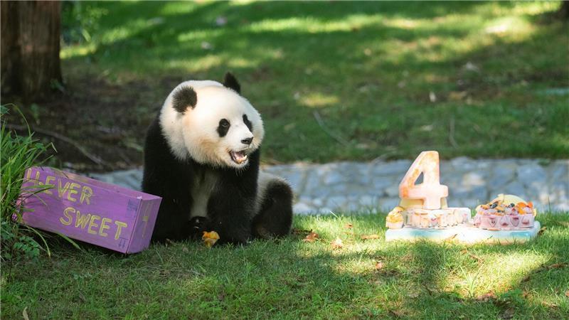Panda Qing Bao feiert vierten Geburtstag