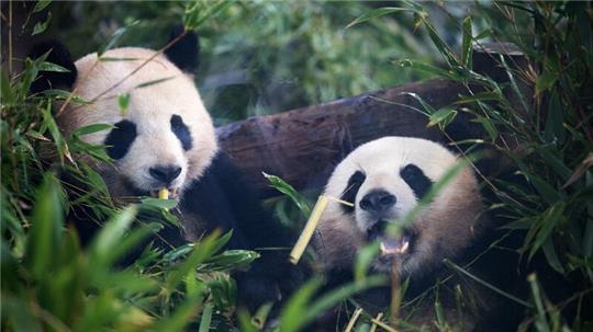 Pandabären ernähren sich am liebsten von Bambus.