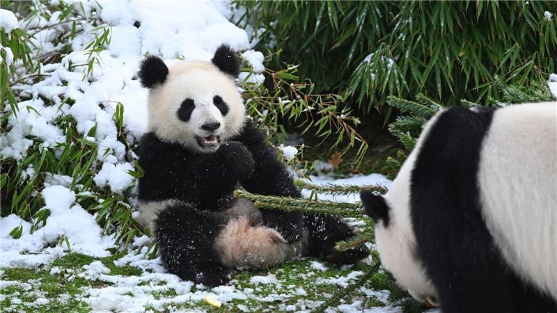 Pandabären spielen mit Tannenbäumen im Zoo.