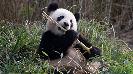 Pandaweibchen Meng Meng läßt es sich im Zoo Berlin schmecken.
