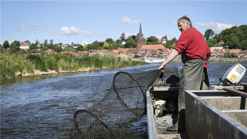 Panz ist einer der letzten Berufsfischer auf der Elbe und fischt fast täglich mehrere Stunden auf der Elbe bei Lauenburg. 