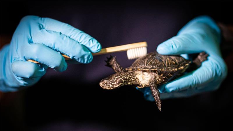 Panzerputz für die Sumpfschildkröte im Sea Life in Hannover.