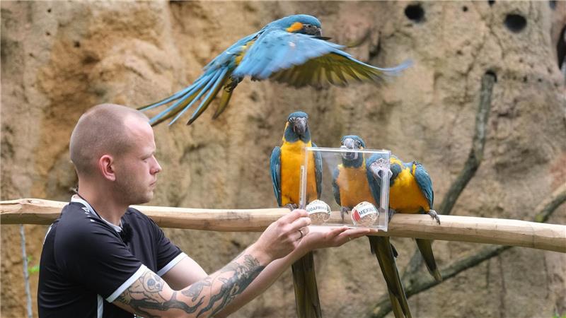 Papageien im Leipziger Zoo als Orakel: Blaukehl-Aras begutachten neben Tierpfleger Florian Ullmann Bälle mit Markierungen der FIFA Fußball-Weltmeisterschafts-Teilnehmerländer Mexiko und Südafrika.
