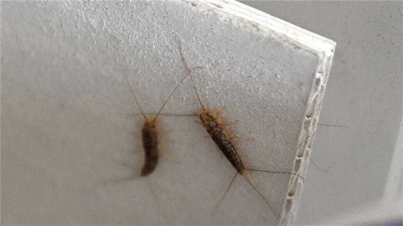 Papierfischchen ähneln im Aussehen Silberfischen; sie sind aber deutlich dunkler.