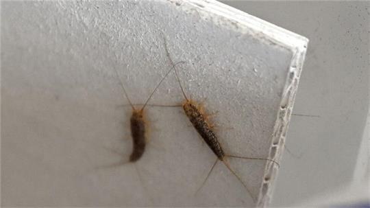 Papierfischchen ähneln im Aussehen Silberfischen; sie sind aber deutlich dunkler.