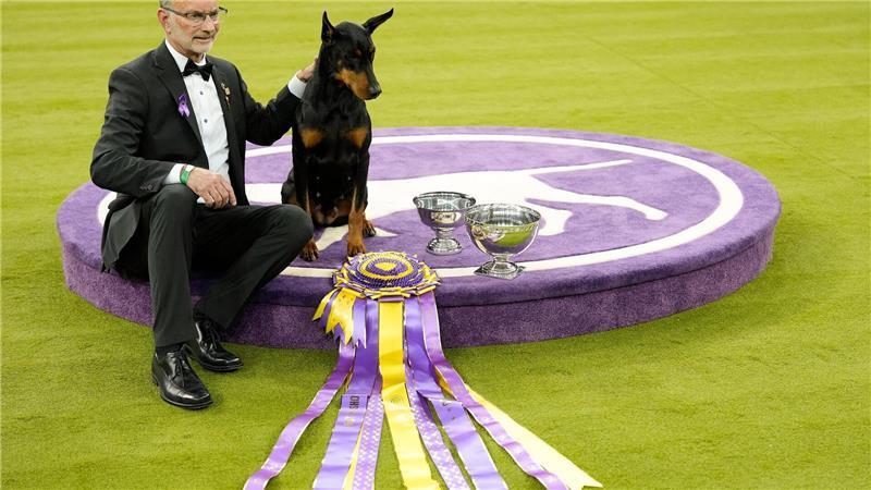 „Penny“, die Dobermann-Dame, ist die 42. weibliche Gewinnerin in der 150 Jahre alten Geschichte des Westminster-Hundewettbewerbs. 