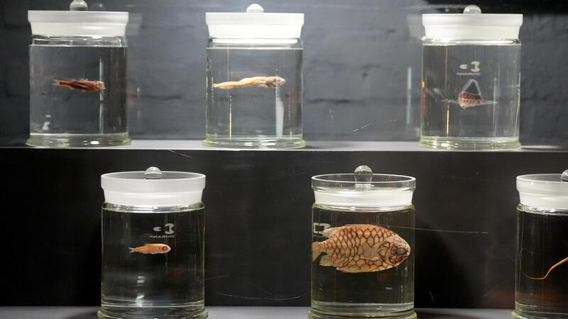 Tiefseefische sind neue Attraktion im Maritimen Museum Hamburg Per Druckknopf können Museumsbesucher die Glasbehälter illuminieren.
