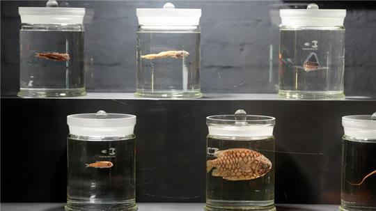 Per Druckknopf können Museumsbesucher die Glasbehälter illuminieren.