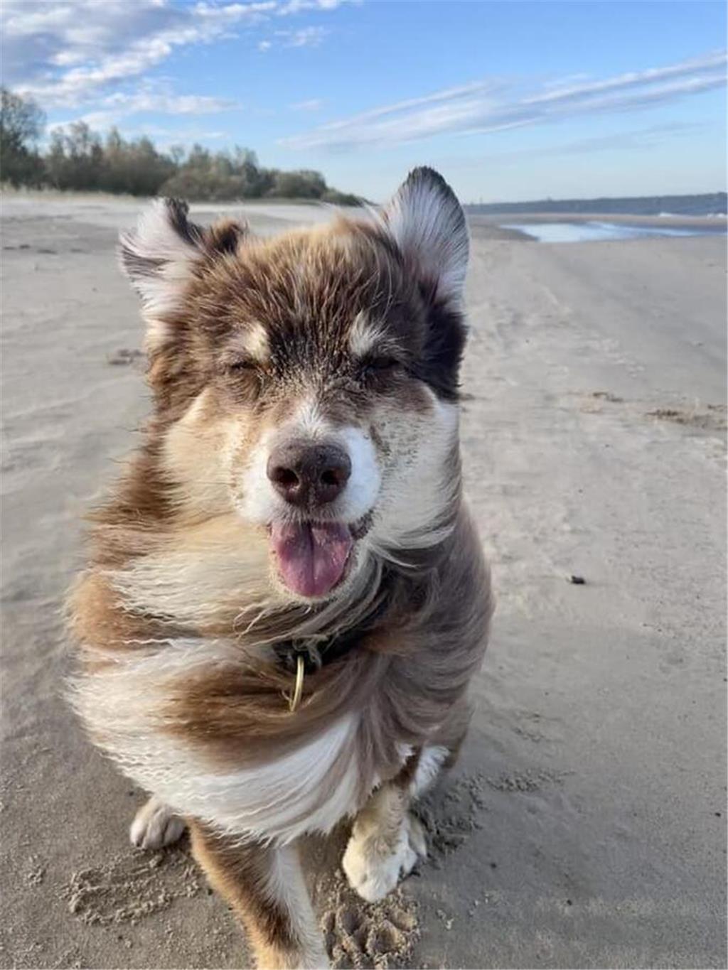 Petra: „Frida Flausch, unsere siebenjährige Aussie-Hündin, ist Seelenhund, Stöck...