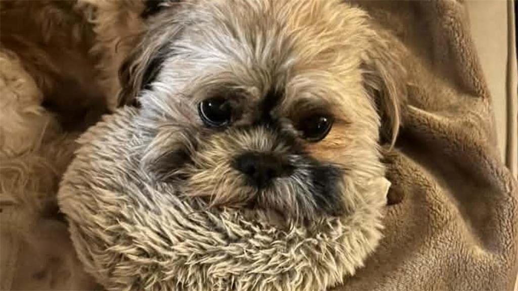Petra Schneiders Hund Baci ist ein zehn Jahre ein Shitzu-Havaneser Mix und wohnt...