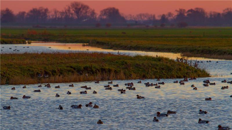Pfeifenten auf einem Priel in Nordkehdingen.