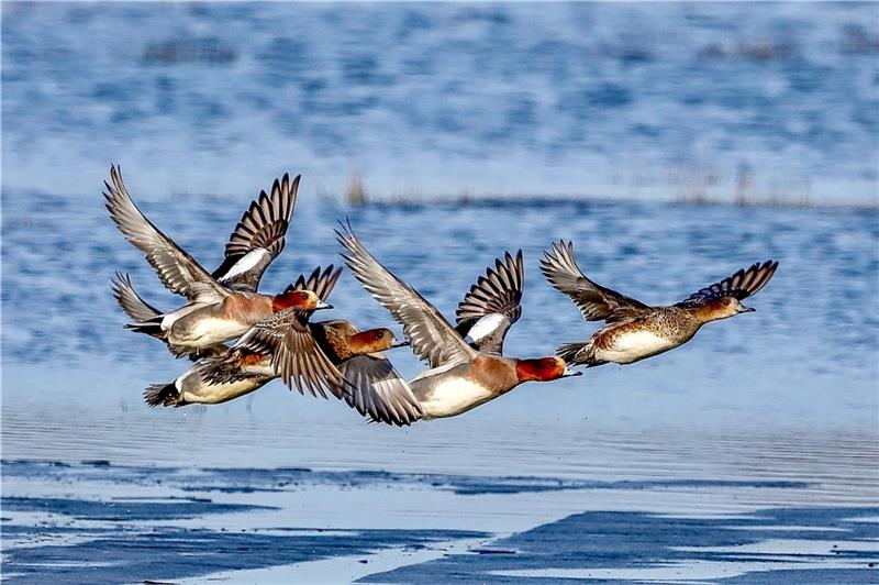 11.000 Pfeifenten rasten im Kehdinger Außendeich Pfeifenten in Nordkehdingen. Foto: Stefanie Kleingünther
