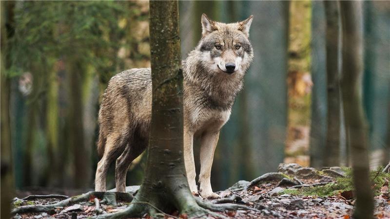 Pferde auf einer Weide sind im Landkreis Gifhorn in Panik geraten - möglicherweiwse war ein Wolfsrudel die Ursache. (Symbolbild)