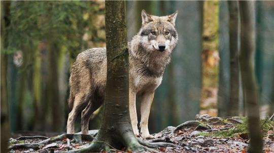 Pferde auf einer Weide sind im Landkreis Gifhorn in Panik geraten - möglicherweiwse war ein Wolfsrudel die Ursache. (Symbolbild)