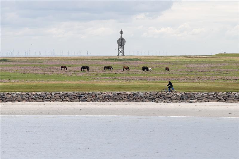 Kranke Pferde kommen zur Kur auf die Insel Pferde stehen auf einer Wiese auf der zu Hamburg gehörenden Insel Neuwerk. Foto: Sina Schuldt/dpa