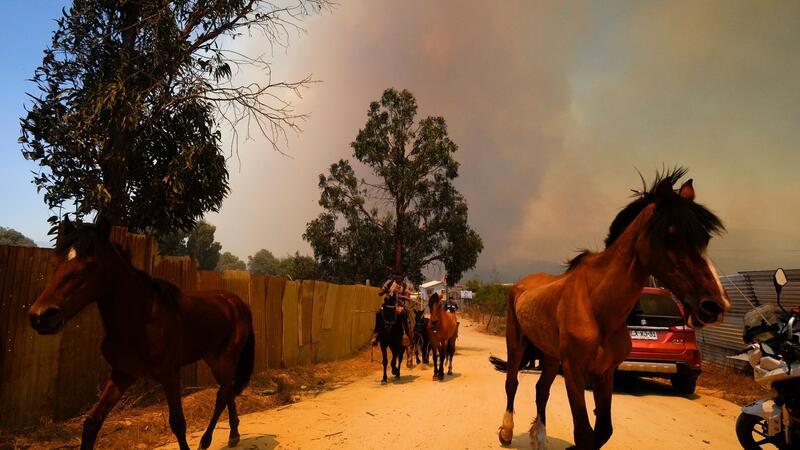Pferde werden vor einem sich ausbreitenden Waldbrand in Sicherheit gebracht.