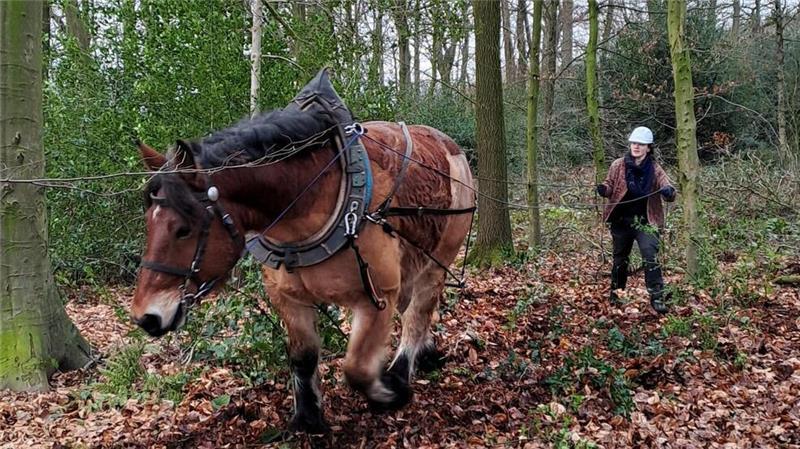 Pferdeführerin Cynthia Schimanowski zeigt dem rheinischen Kaltblut Balou, wo es langgeht.