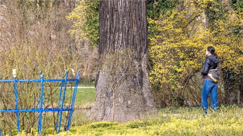 Extrem trockener März - Jahr mit weniger Summen und Singen? Pflanzen und Tiere leiden in Deutschland zunehmend unter der anhaltenden Trockenheit.