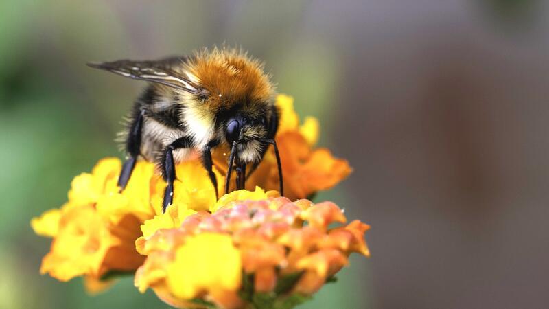 Phänomene der Natur: die Ackerhummel