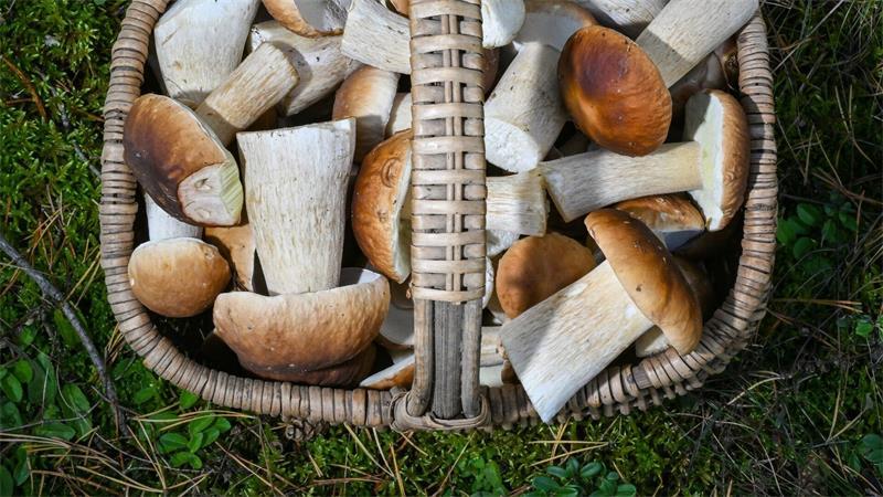Einige Hundert schwere Pilzvergiftungen pro Jahr Pilzesammeln erfreut sich als Beschäftigung im Herbst großer Beliebtheit: Mittlerweile gibt es sogar selbst ernannte Pilz-Influencer.
