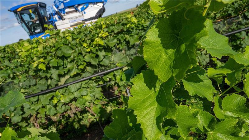 Piwis sind in Norddeutschland besonders gefragt. (Archivbild)