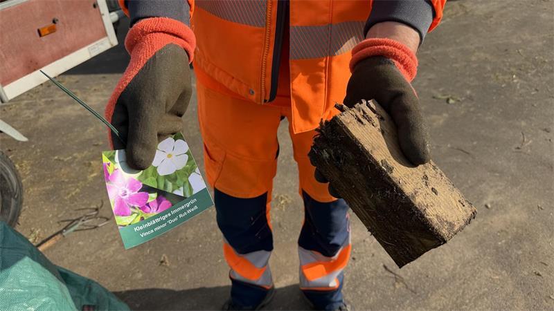 Hochbetrieb und Beschwerden beim neuen Kompostierplatz in Harsefeld Plastik wie dieses Pflanzenschild (links) und dicke Hölzer (rechts) gehören nicht in die Entsorgung von Grünabfällen.