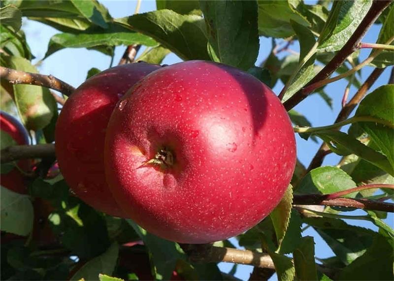 Platz 1 beim Apfel: Obstbauern setzen auf Red Passion Platz 12 für Red Passion. Foto: Zin