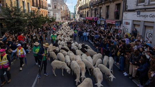 Platz da, jetzt kommen wir -  Hunderte von Schafen und Ziegen bahnen sich beim Transhumance-Festivals ihren Weg durch die Madrider Innenstadt.