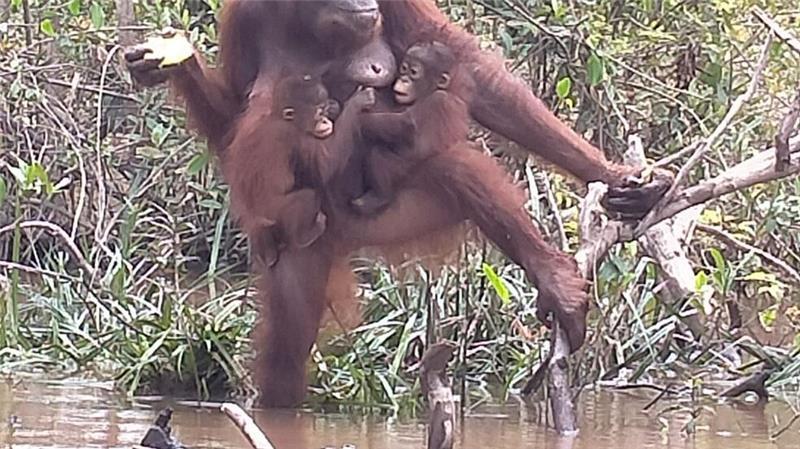 Tierische Supermama: Orang-Utan adoptiert Kind von Freundin Plötzlich trug Du zwei Babys an der Brust.