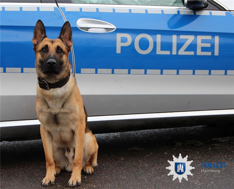 Polizeihund Ori verletzte einen mutmaßlichen Einbrecher leicht am Rücken. Foto: Polizei