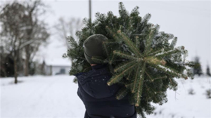 Polizisten beobachteten, wie die Männer den Weihnachtsbaum wegtragen wollten. (Symbolbild)