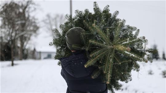 Polizisten beobachteten, wie die Männer den Weihnachtsbaum wegtragen wollten. (Symbolbild)
